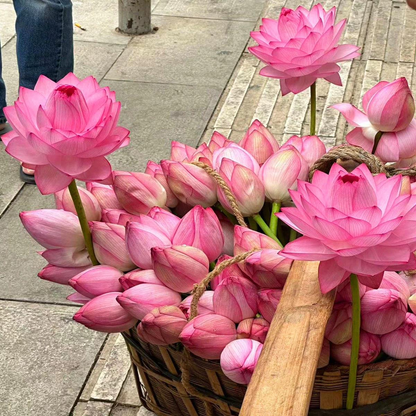 🌸【7 Days Germination】Last Day Sale - 50% OFF💐The Sacred Bonsai Bowl Lotus Flower Seed
