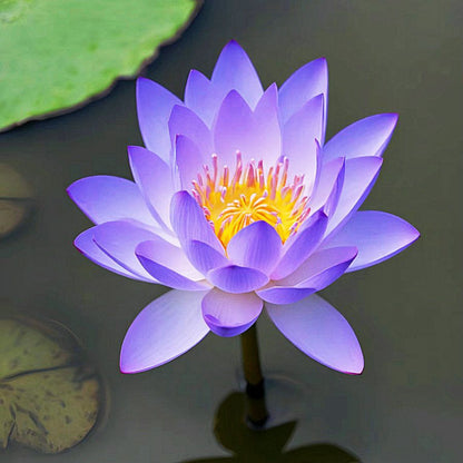 🌸【7 Days Germination】Last Day Sale - 50% OFF💐The Sacred Bonsai Bowl Lotus Flower Seed