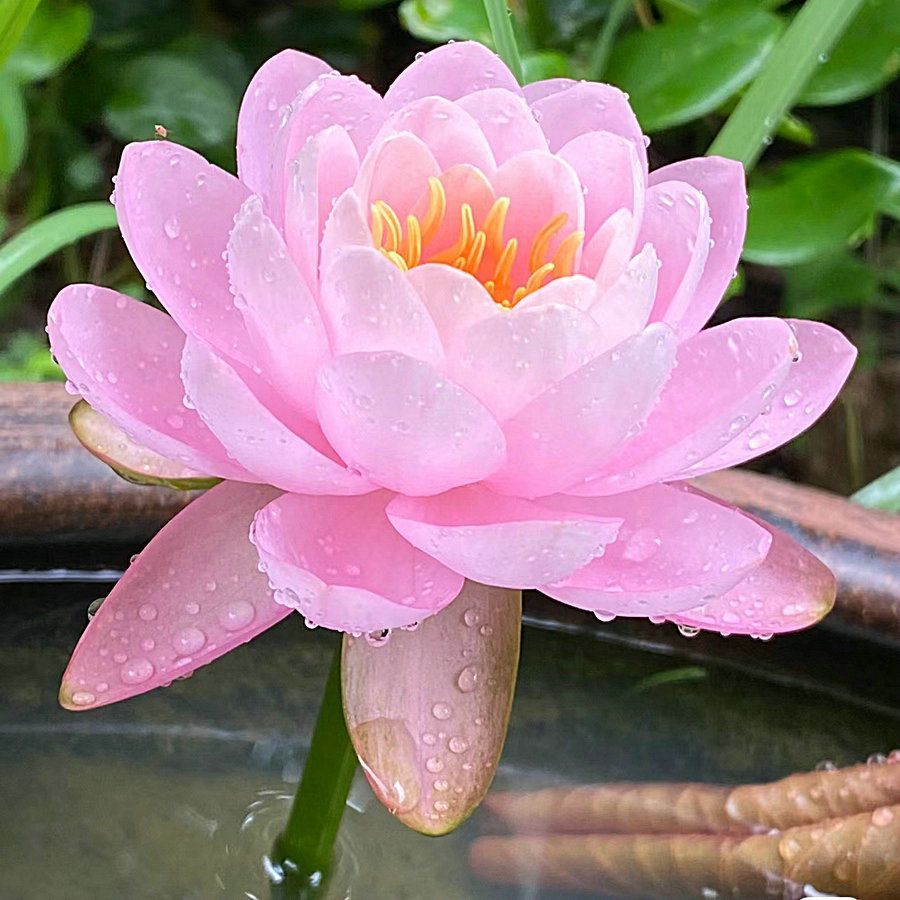 🌸【7 Days Germination】Last Day Sale - 50% OFF💐The Sacred Bonsai Bowl Lotus Flower Seed