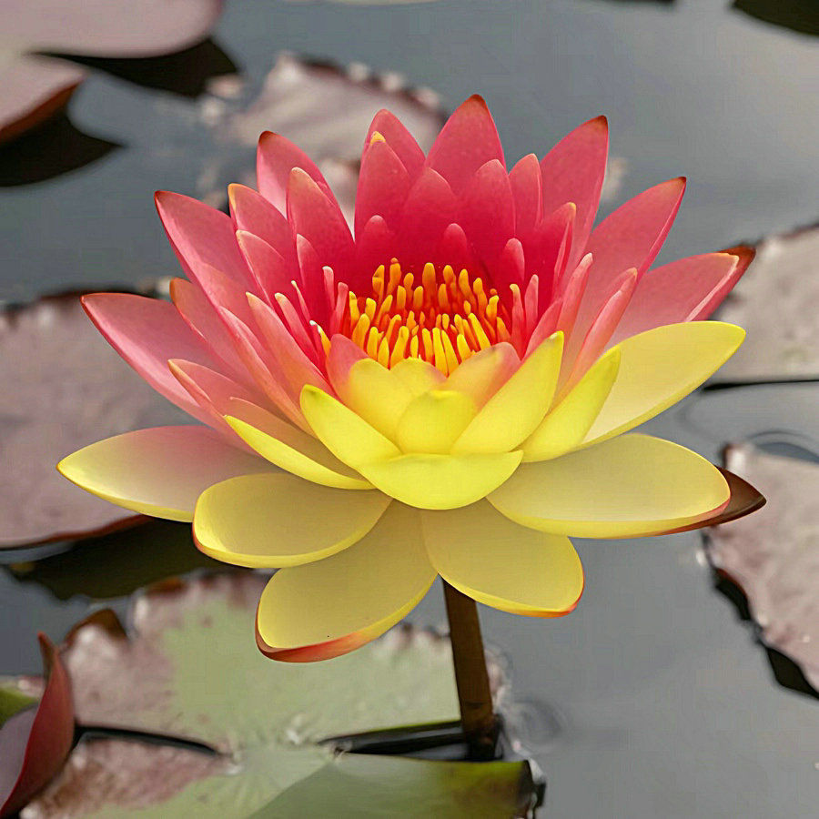 🌸【7 Days Germination】Last Day Sale - 50% OFF💐The Sacred Bonsai Bowl Lotus Flower Seed