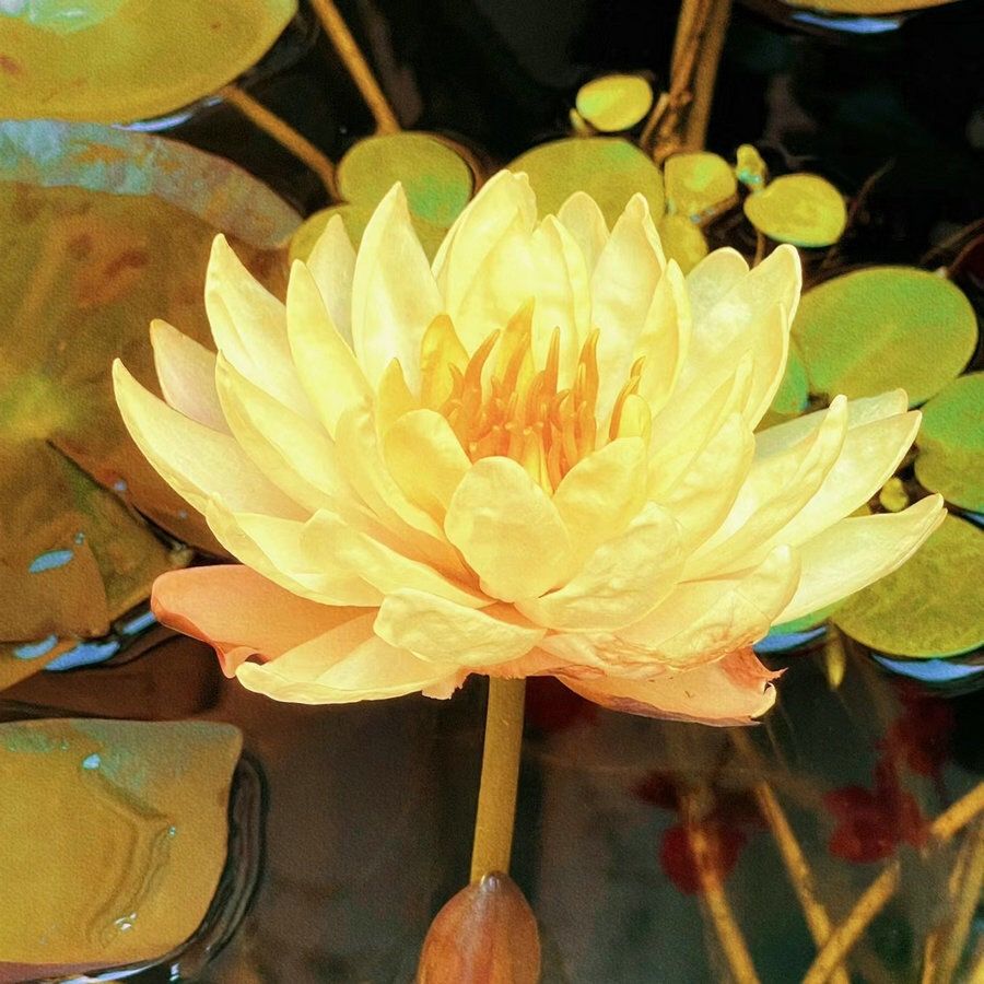🌸【7 Days Germination】Last Day Sale - 50% OFF💐The Sacred Bonsai Bowl Lotus Flower Seed