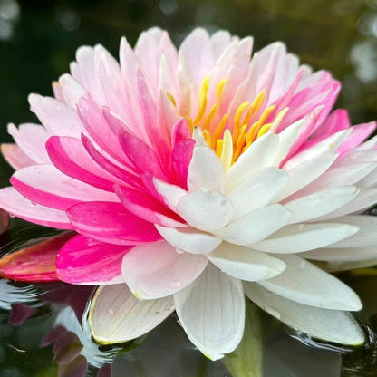 🌸【7 Days Germination】Last Day Sale - 50% OFF💐The Sacred Bonsai Bowl Lotus Flower Seed