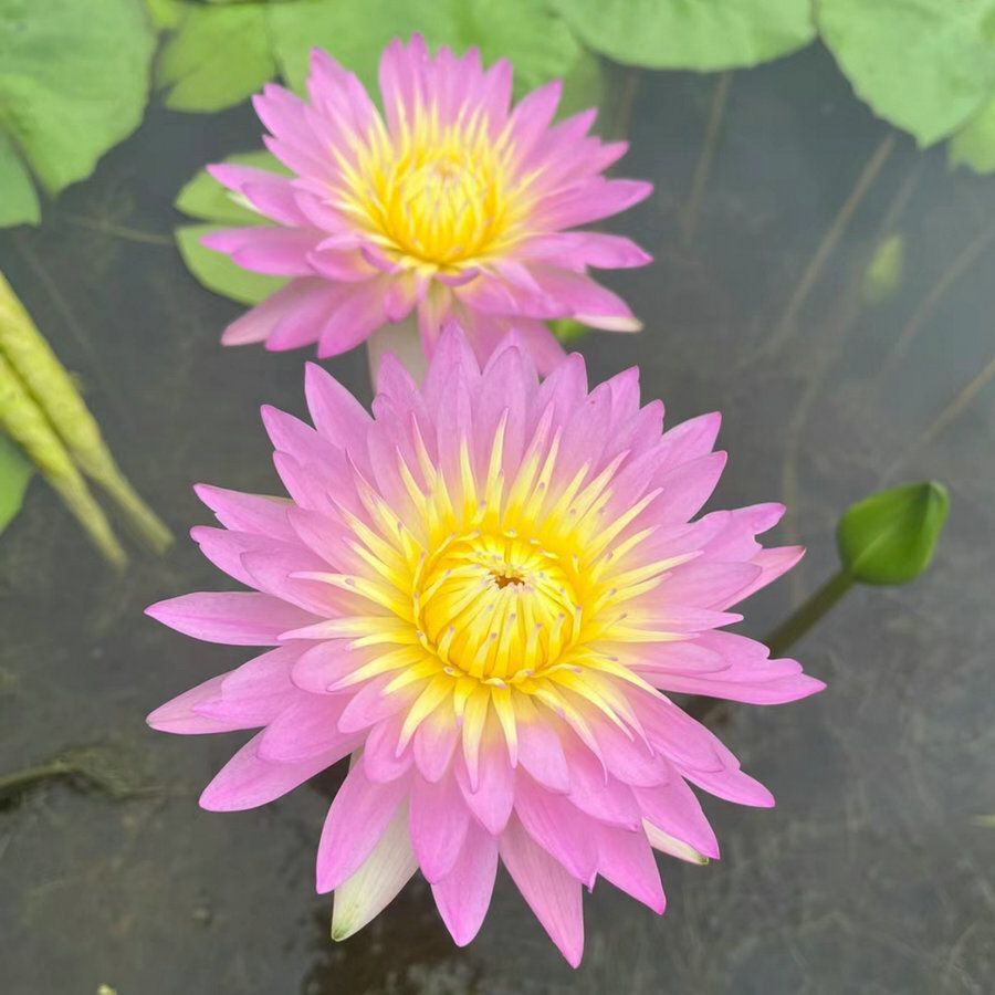 🌸【7 Days Germination】Last Day Sale - 50% OFF💐The Sacred Bonsai Bowl Lotus Flower Seed