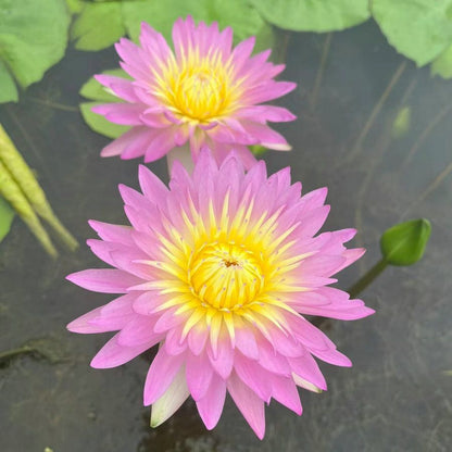 🌸【7 Days Germination】Last Day Sale - 50% OFF💐The Sacred Bonsai Bowl Lotus Flower Seed