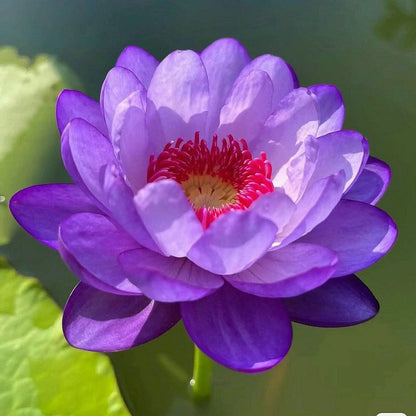 🌸【7 Days Germination】Last Day Sale - 50% OFF💐The Sacred Bonsai Bowl Lotus Flower Seed