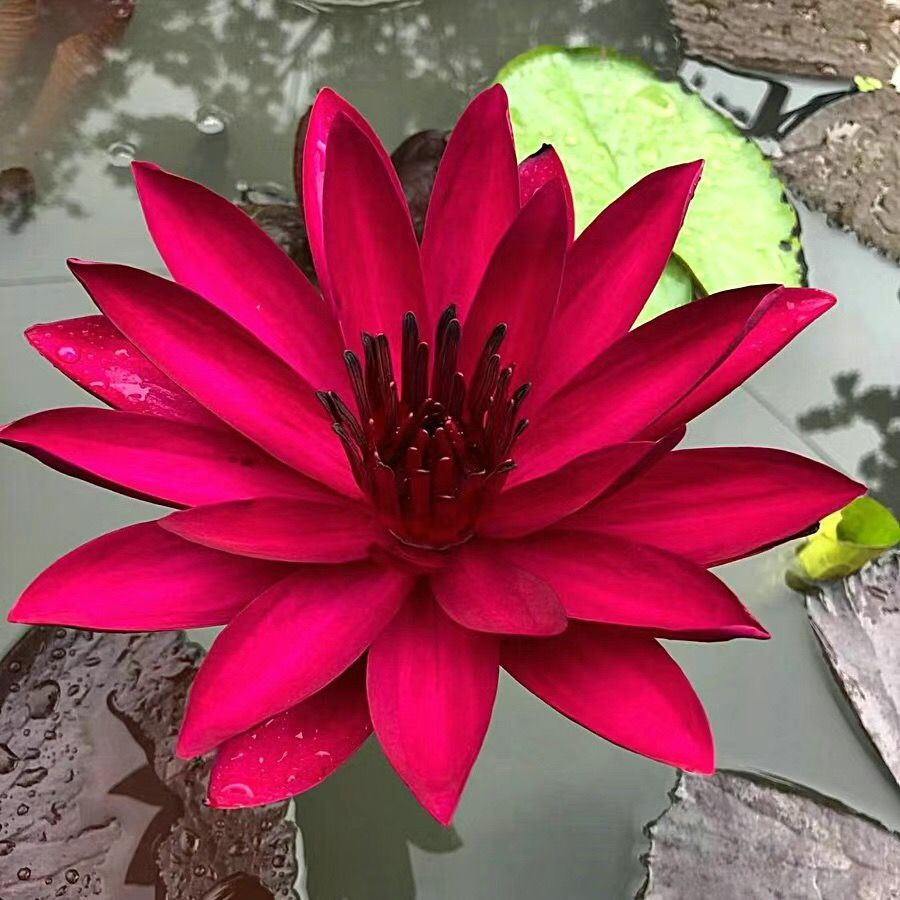 🌸【7 Days Germination】Last Day Sale - 50% OFF💐The Sacred Bonsai Bowl Lotus Flower Seed