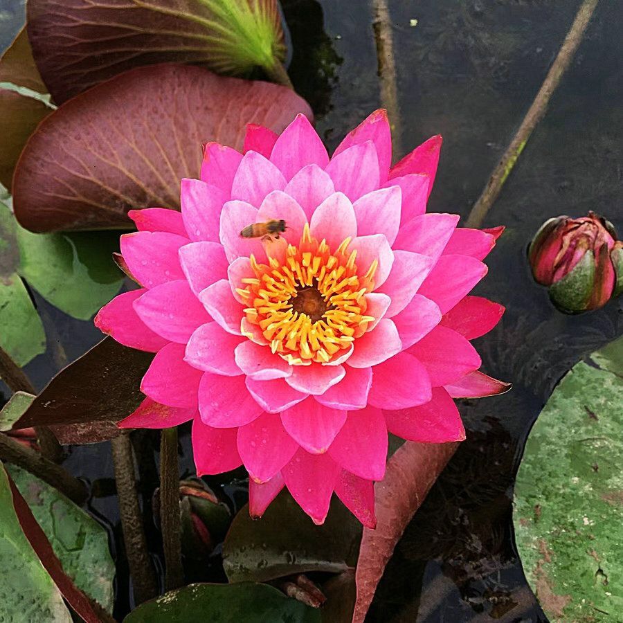 🌸【7 Days Germination】Last Day Sale - 50% OFF💐The Sacred Bonsai Bowl Lotus Flower Seed