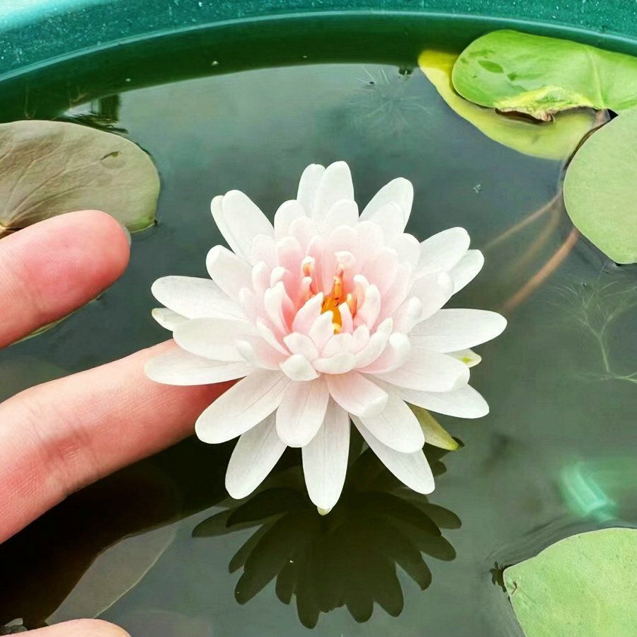 🌸【7 Days Germination】Last Day Sale - 50% OFF💐The Sacred Bonsai Bowl Lotus Flower Seed