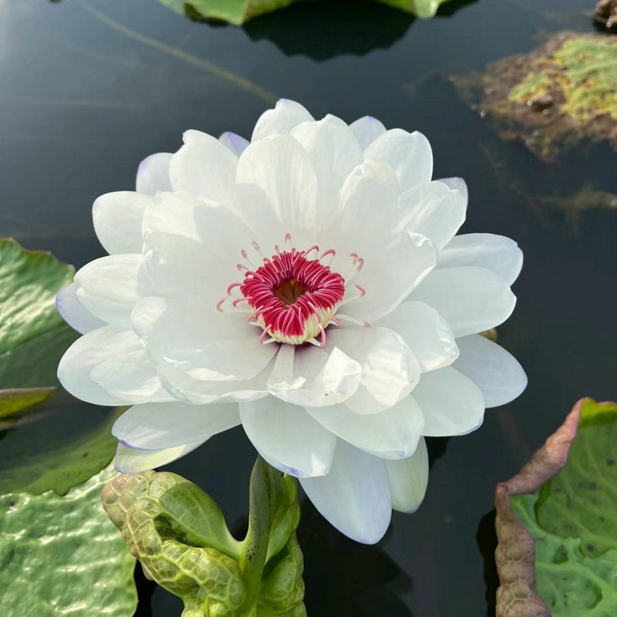 🌸【7 Days Germination】Last Day Sale - 50% OFF💐The Sacred Bonsai Bowl Lotus Flower Seed