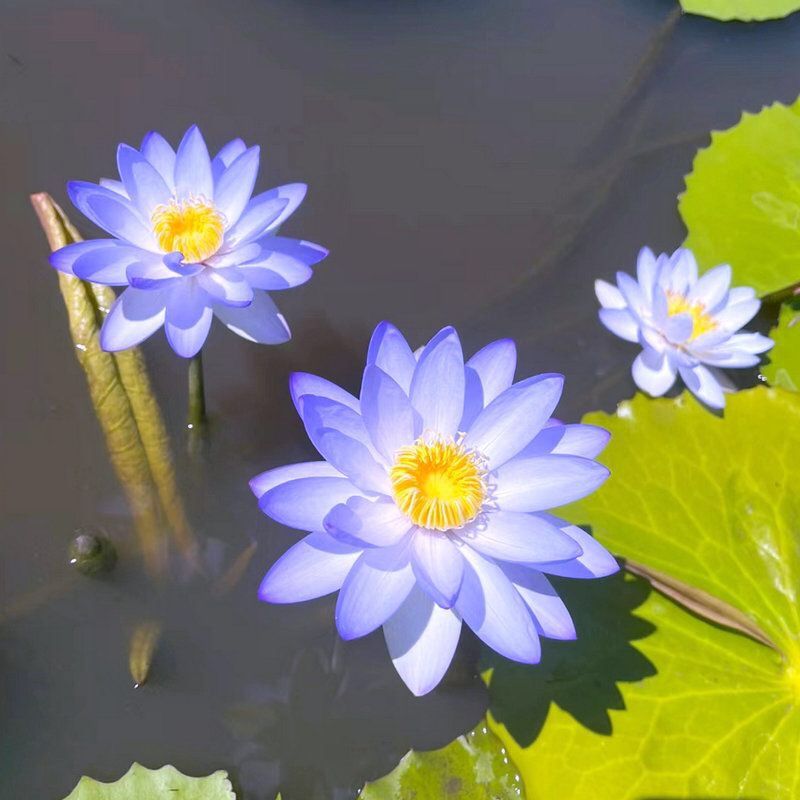 🌸【7 Days Germination】Last Day Sale - 50% OFF💐The Sacred Bonsai Bowl Lotus Flower Seed
