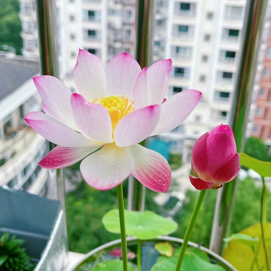 🌸【7 Days Germination】Last Day Sale - 50% OFF💐The Sacred Bonsai Bowl Lotus Flower Seed