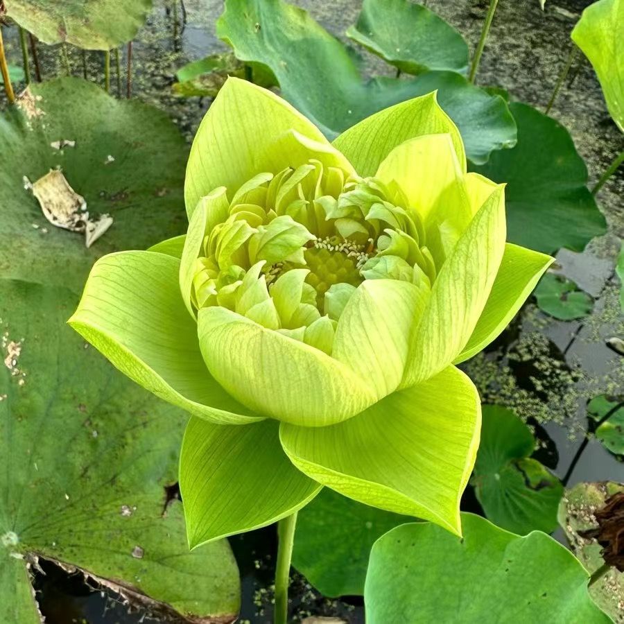 🌸【7 Days Germination】Last Day Sale - 50% OFF💐The Sacred Bonsai Bowl Lotus Flower Seed