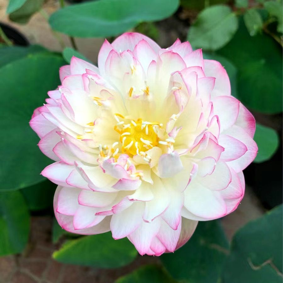 🌸【7 Days Germination】Last Day Sale - 50% OFF💐The Sacred Bonsai Bowl Lotus Flower Seed