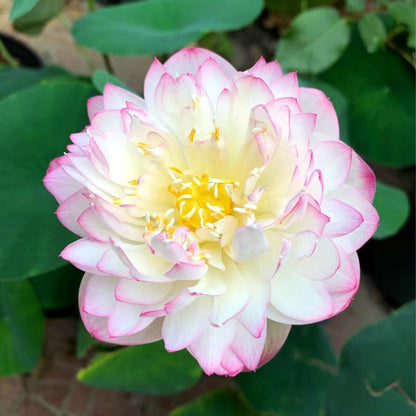 🌸【7 Days Germination】Last Day Sale - 50% OFF💐The Sacred Bonsai Bowl Lotus Flower Seed
