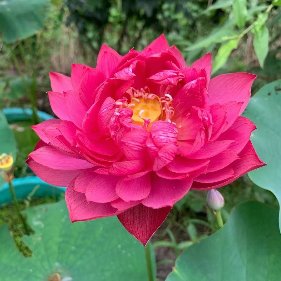 🌸【7 Days Germination】Last Day Sale - 50% OFF💐The Sacred Bonsai Bowl Lotus Flower Seed