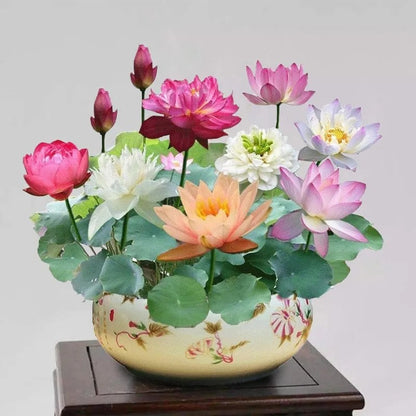 🌸【7 Days Germination】Last Day Sale - 50% OFF💐The Sacred Bonsai Bowl Lotus Flower Seed
